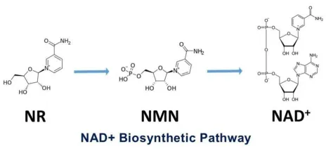 NMN 18000 | 抗衰老產品| 逆齡健康食品| 日本命力